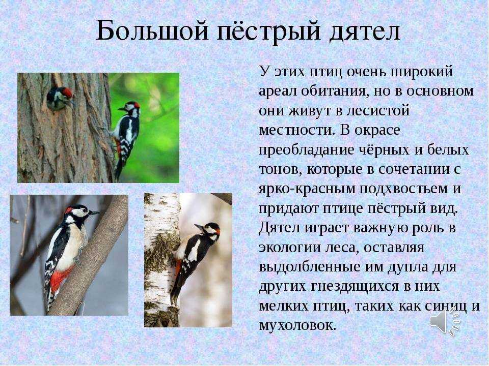 Дятел: все самое интересное о повадках, образе жизни, внешнем виде