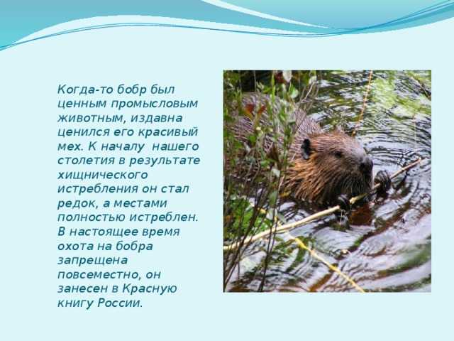 Известный мем способ удержания бобра