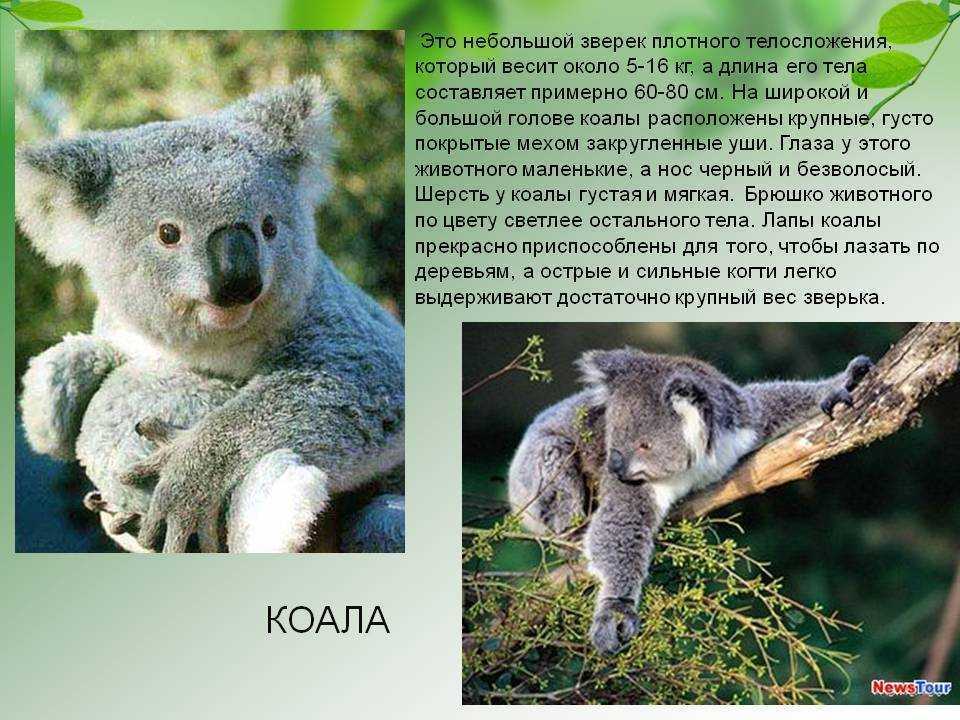 Коала где обитает на каком. Информация о коале. Коалы животные информация. Презентация на тему коала. Коала интересное для детей.