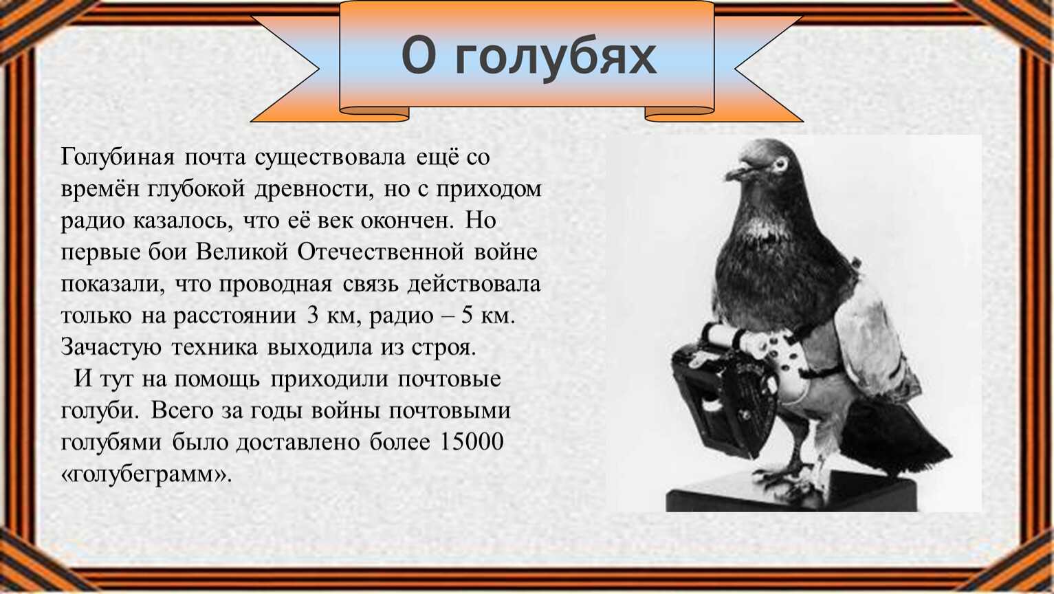 ᐉ в новой зеландии пьяный голубь стал птицей года - zoovet24.ru