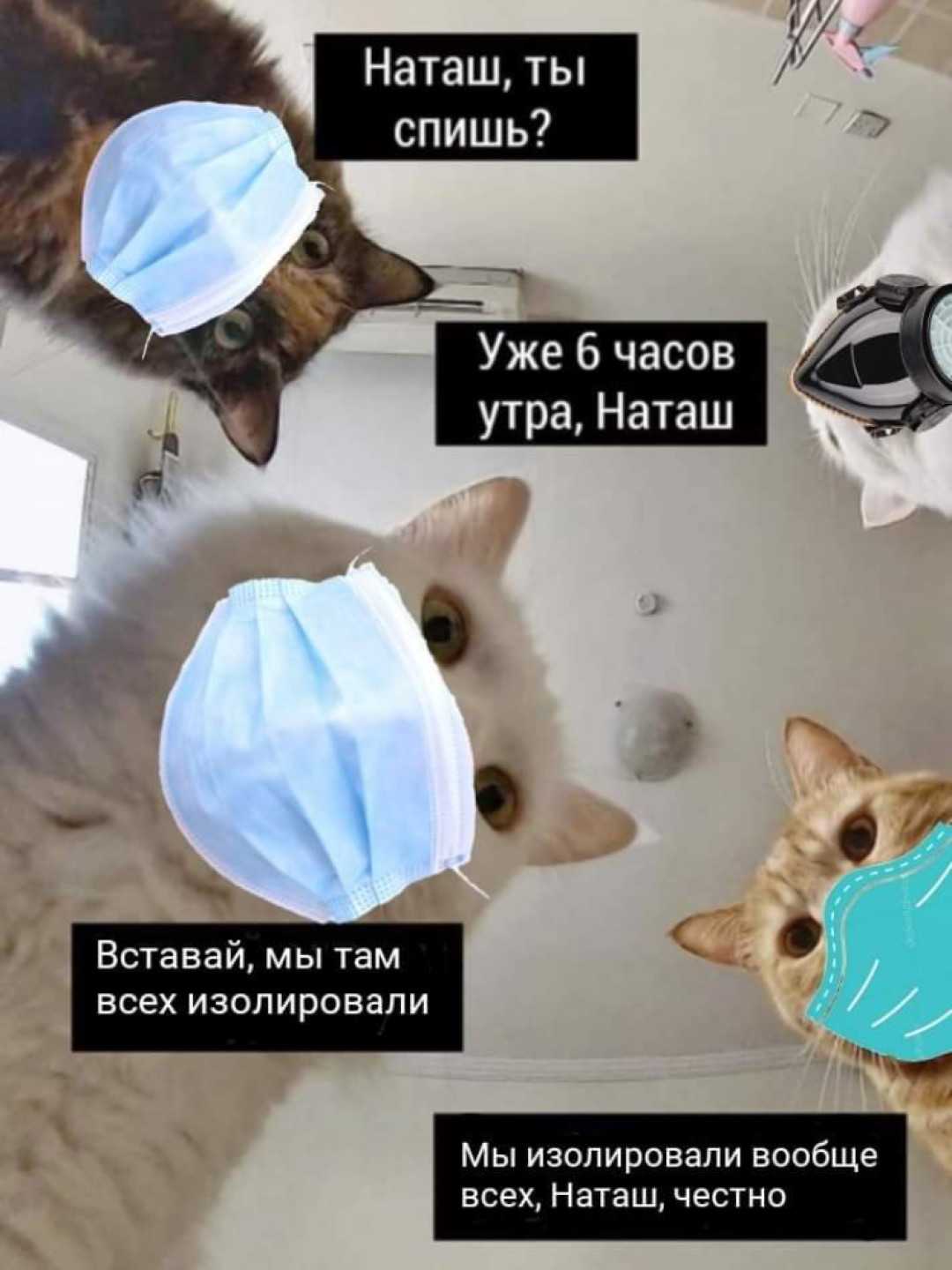 «наташа, мы все уронили». как эти коты попали в мемы