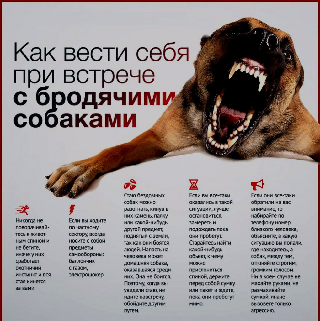 Беспокойное поведение собаки: причины и провоцирующие факторы | звери дома