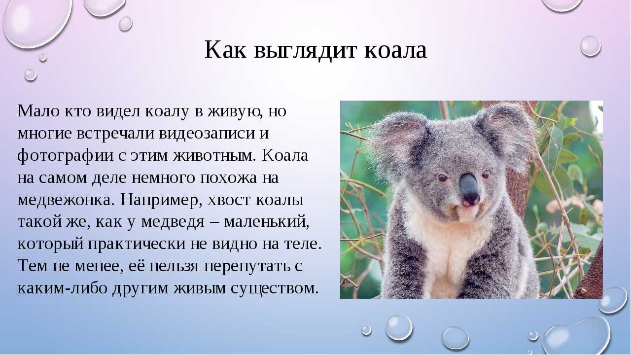 Коала перевод. Рассказ о коале. Коала описание. Коала информация для детей. Презентация на тему коала.