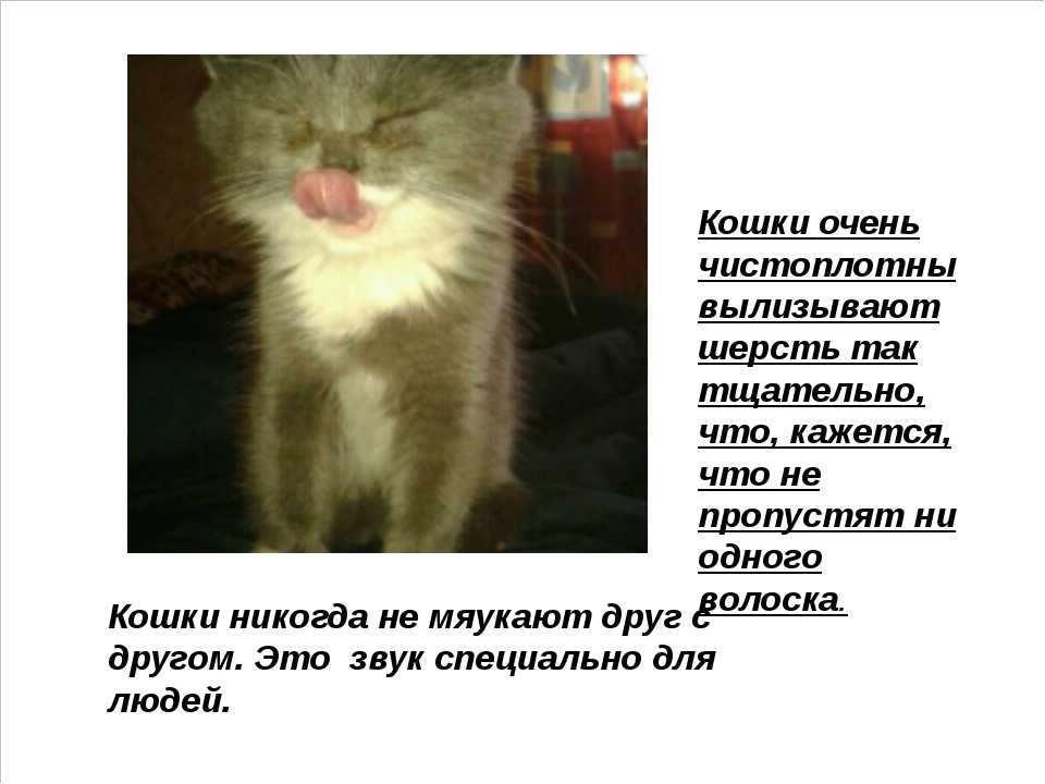 Как умирают кошки: 5 признаков скорой смерти