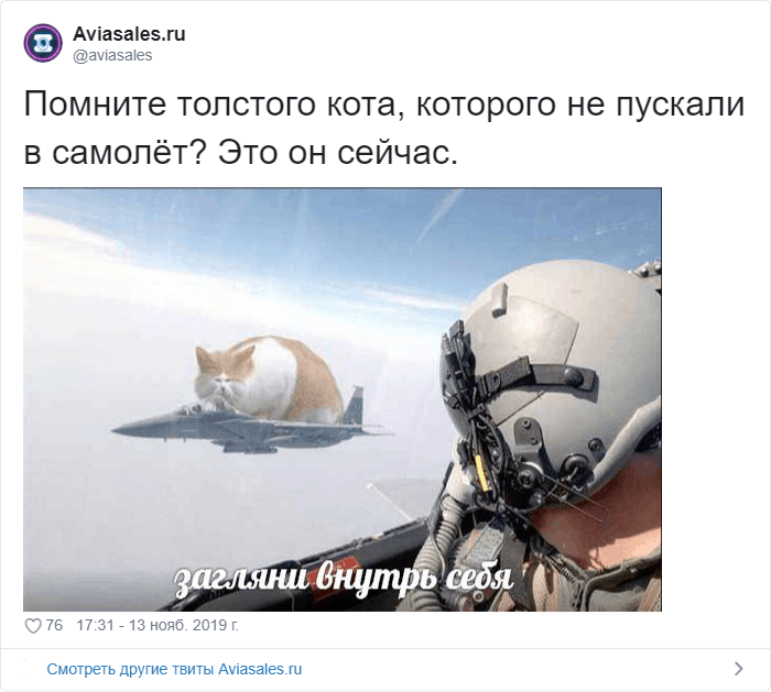 Животное в самолете пострадало или погибло: взыскание компенсации и ответственность авиакомпании