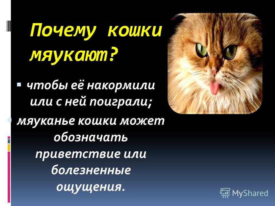 Почему кот (кошка) орет по ночам в квартире? причины мяуканья, что делать?