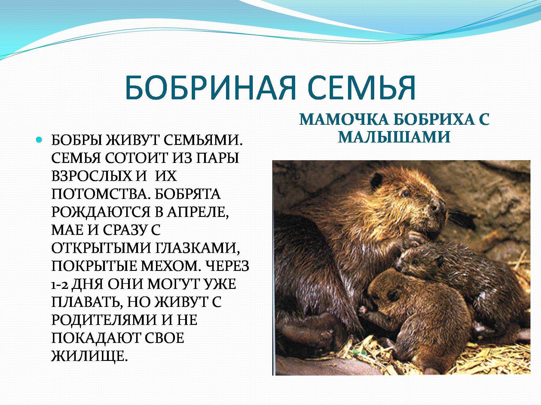 Бобр (бобер) – описание, виды, фото, чем питается, где обитает