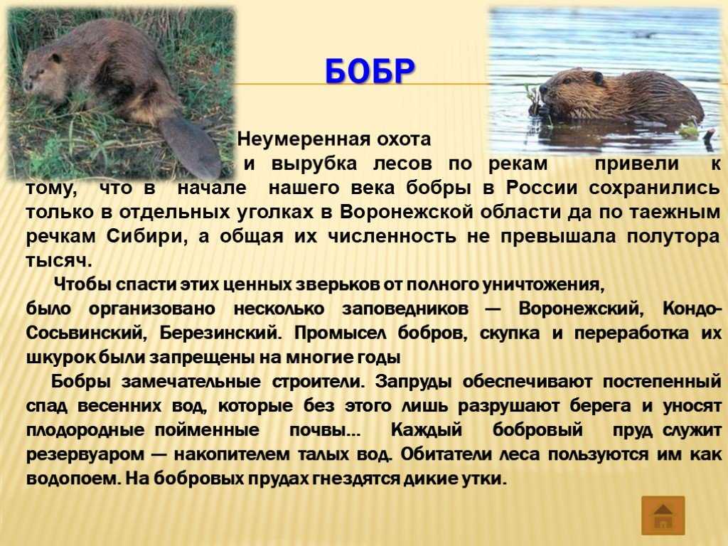 Трудяга бобёр — posmotreli