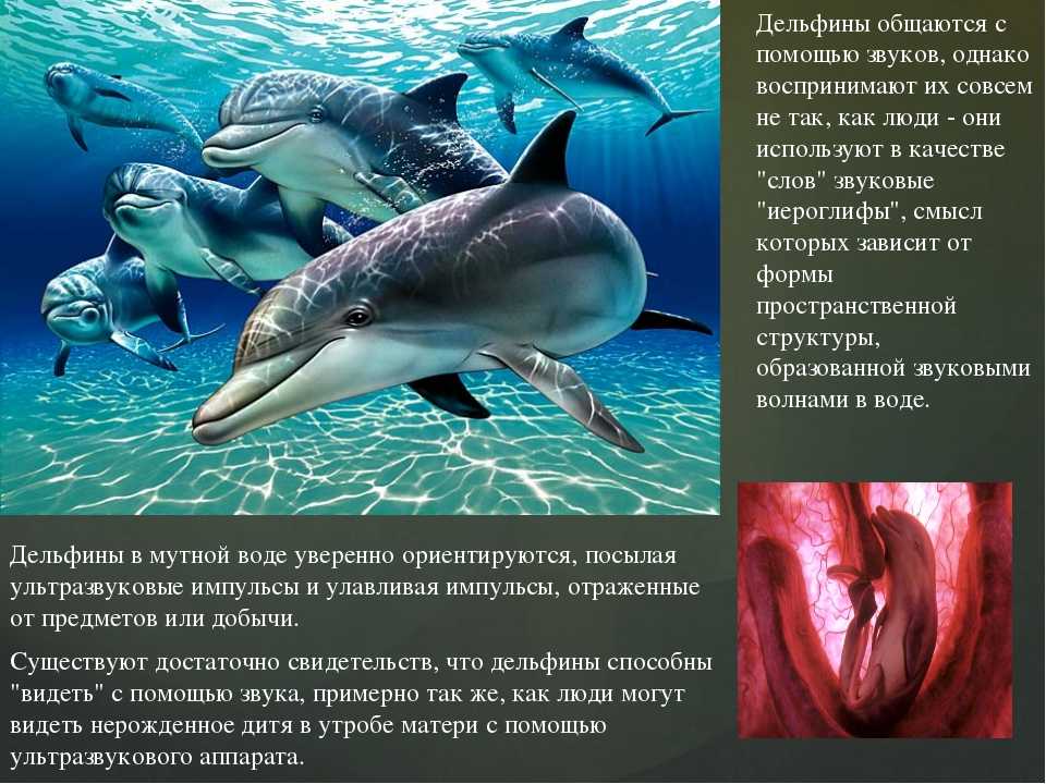 Топлес можно, в парандже нельзя: суд во франции запретил женщинам плавать в мусульманских купальниках. где еще действует строгий  «антирелигиозный дресс-код»
