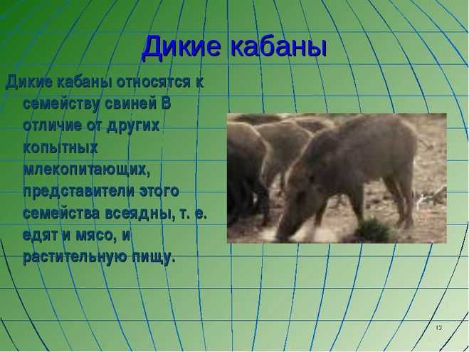 Деодон