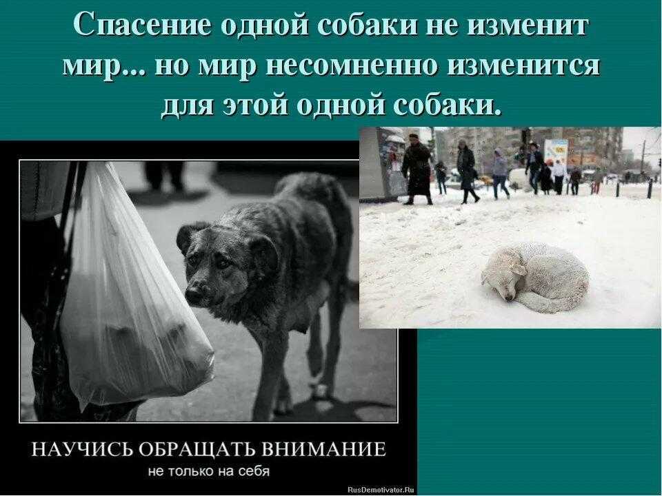 Медведи аляски: свободы и табу медвежьего царства