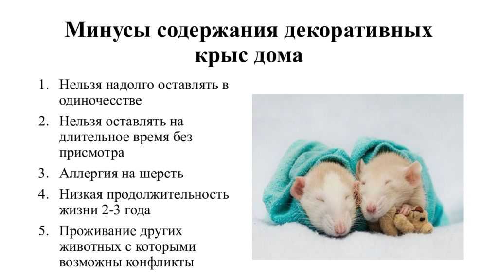 Парень завёл крысу по кличке Пацюк, создал для неё аккаунт в инстаграмме, и этот контент рвёт интернет Хвостатый не только знает, как достать соседа, но и умеет мотивировать