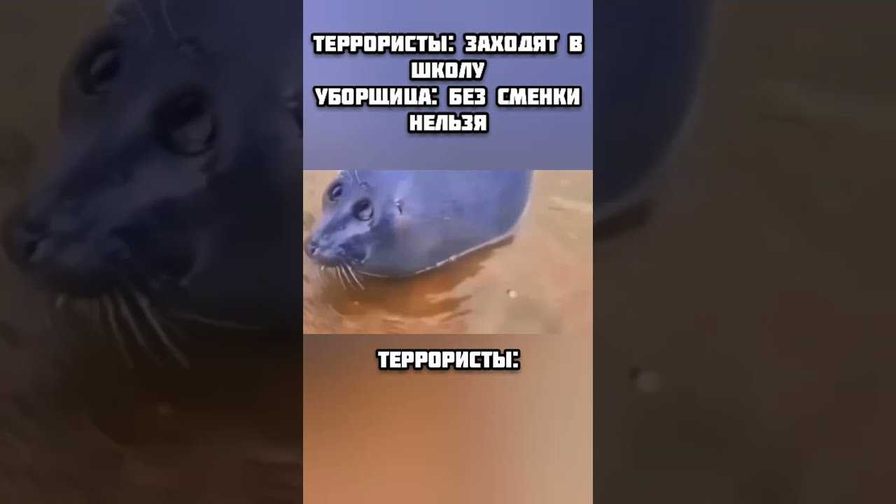 Фото тюленя снизу вверх стало мемом. ведь он вылитый пришелец