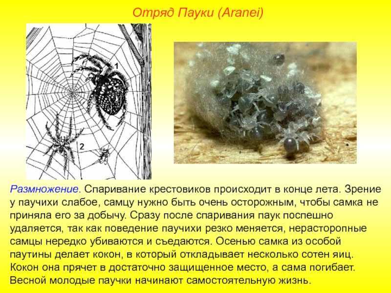 Сколько паучат рожает паучиха. размножение пауков в домашних условиях. опасны ли домашние пауки для человека