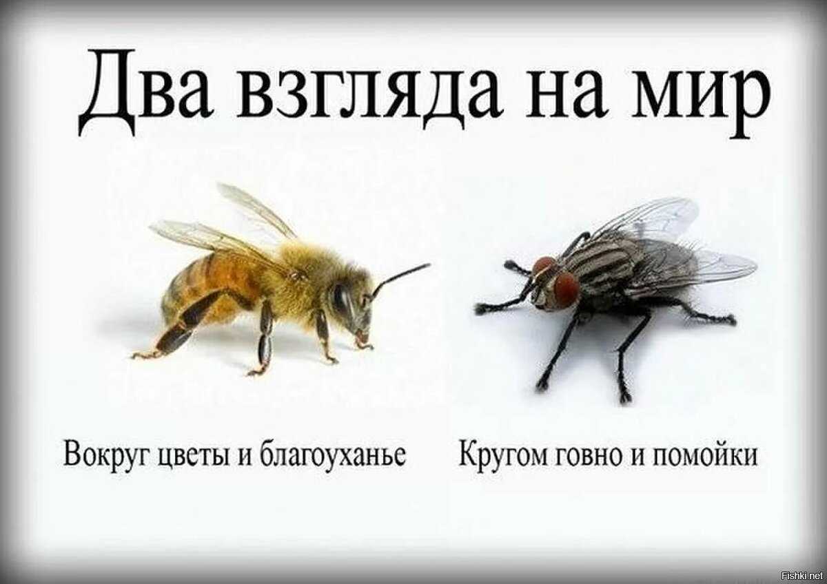 История возникновения мема про моль и лампу: откуда появился этот феномен