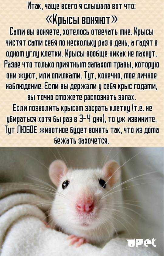 Стоит ли заводить домашнюю крысу: плюсы и минусы