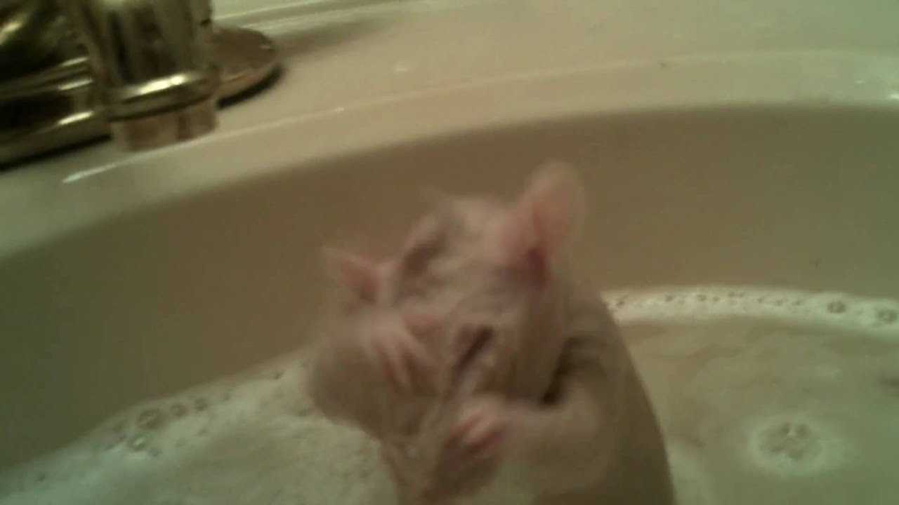 Крыса моется с мылом кто это