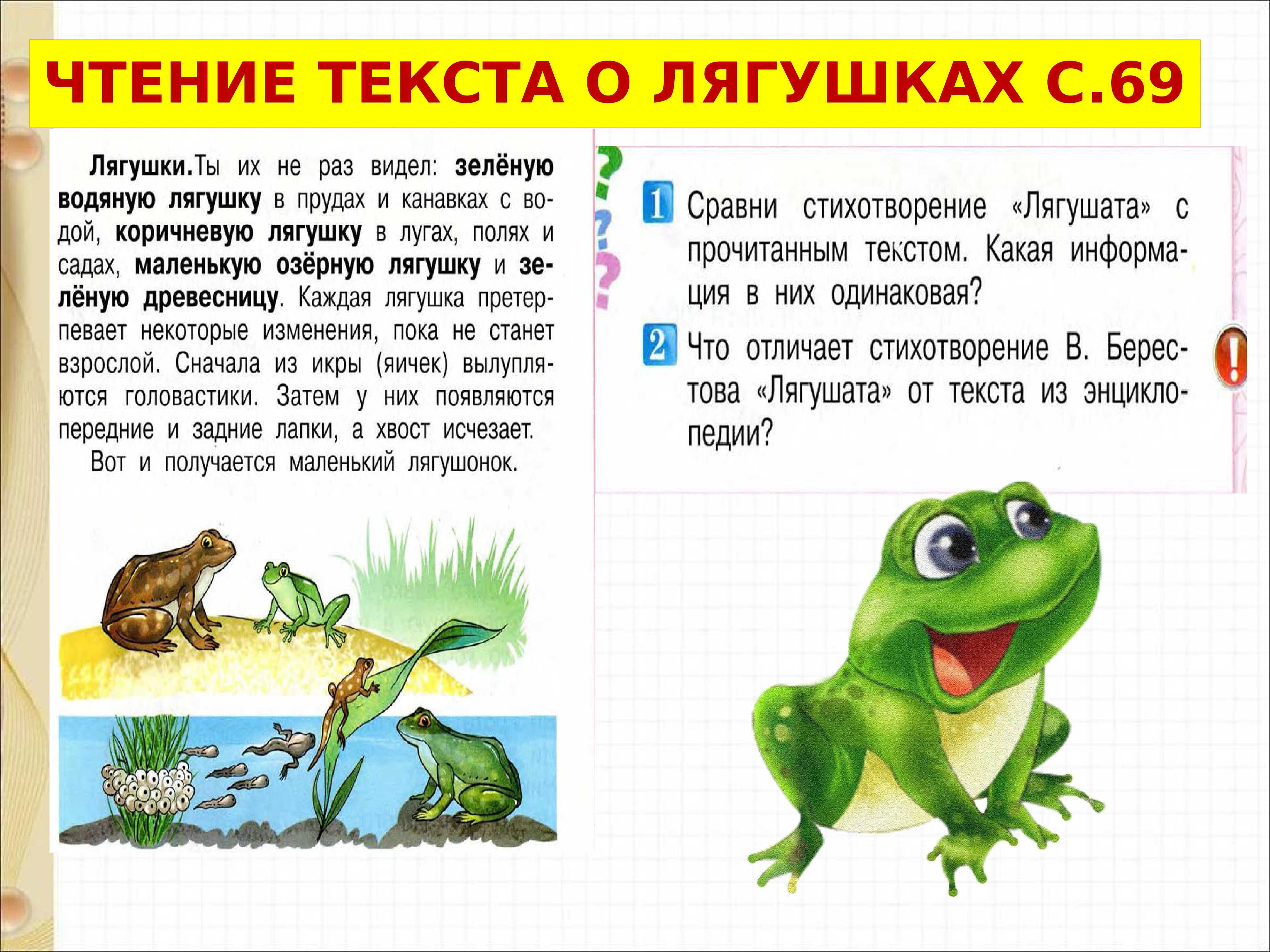 Лягушонок пепе