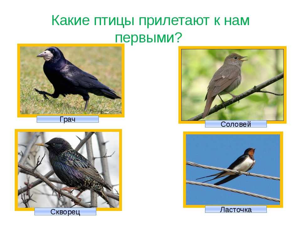 Польский джерри и том-стукач: универсальные мемы, которые подарил нам «том и джерри»