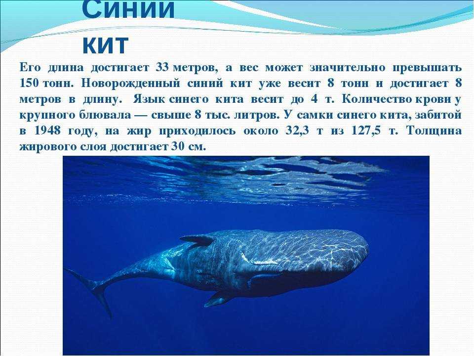 В порту под выборгом видели горбатого кита. он заблудился - зоомир