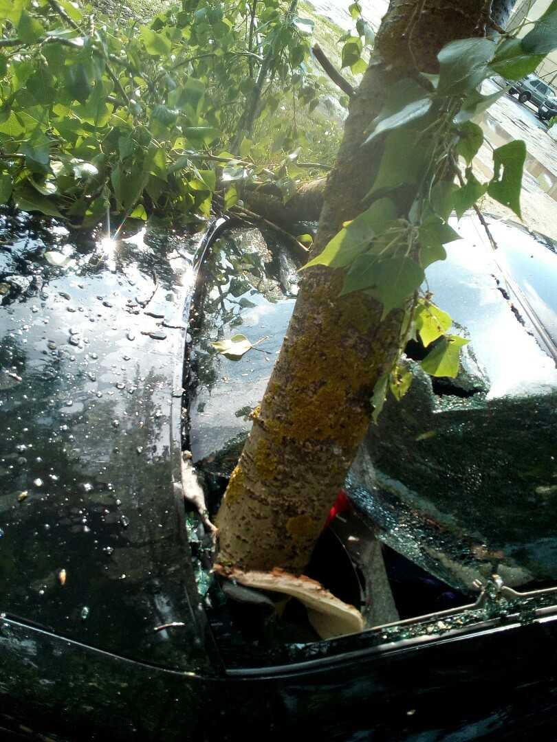 На видео дагестанца попало явление из Франции — дерево пронзило машину, но это выглядит так аккуратно, что заставляет задуматься Люди в шоке, а секрет прост