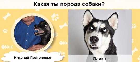 Вязка породистой собаки с дворняжками