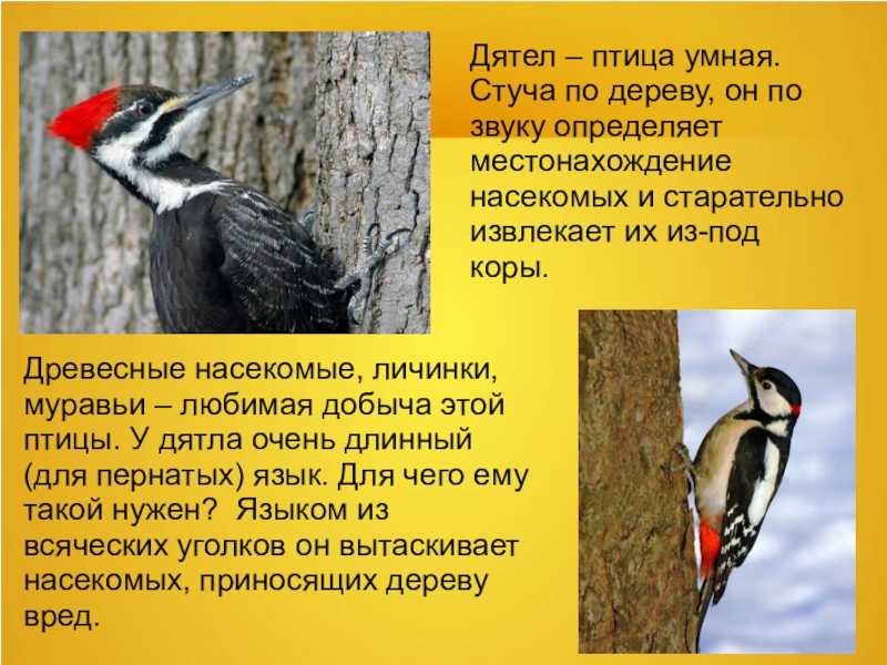 Если дятел стучит по дому - народные приметы