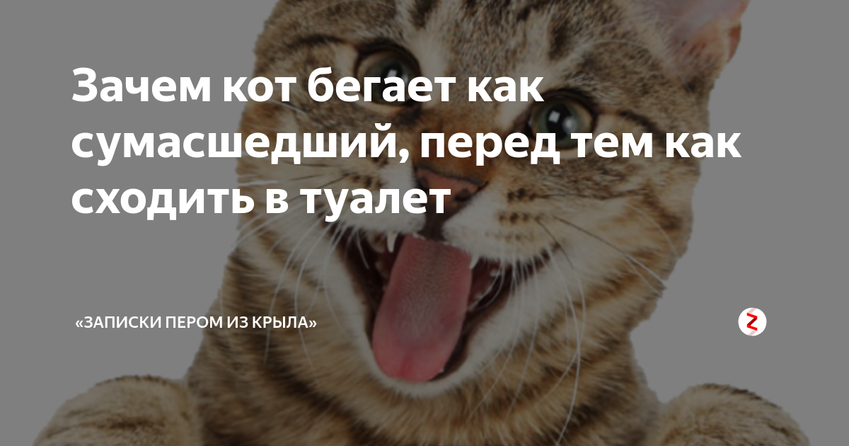 Почему кошка мяукает без причины