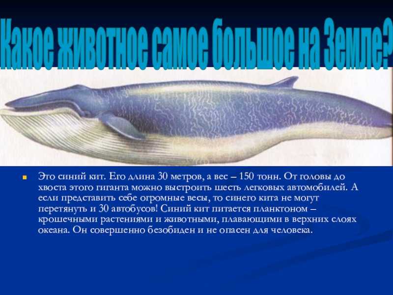 Самый настоящий горбатый кит поселился в Финском заливе, где эти животные никогда раньше не встречались Видимо, он не может найти выход в Балтийское море