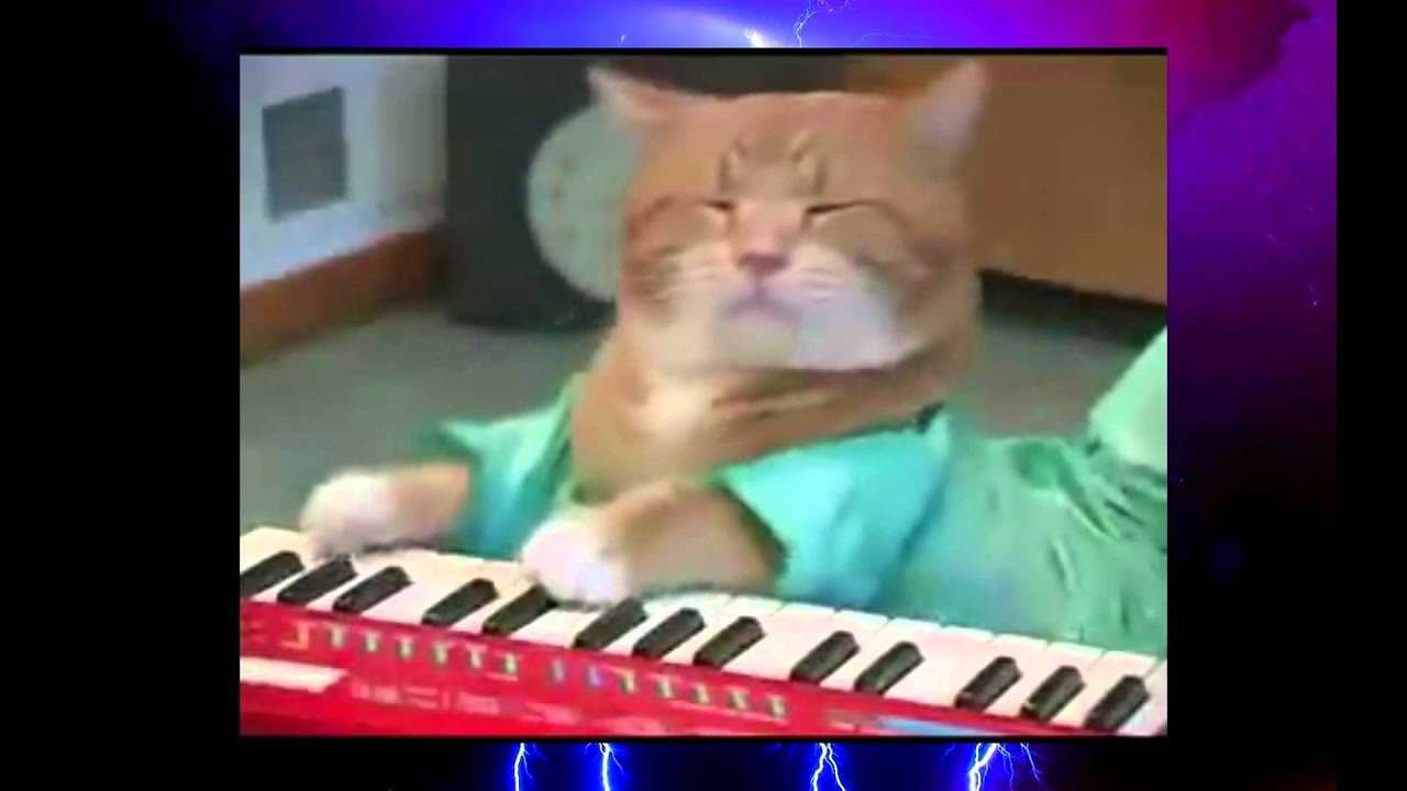 Keyboard cat — вики