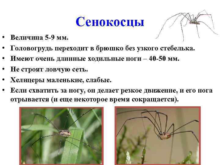 Strange harvestman that looks like a spider with the head of a dog revealed