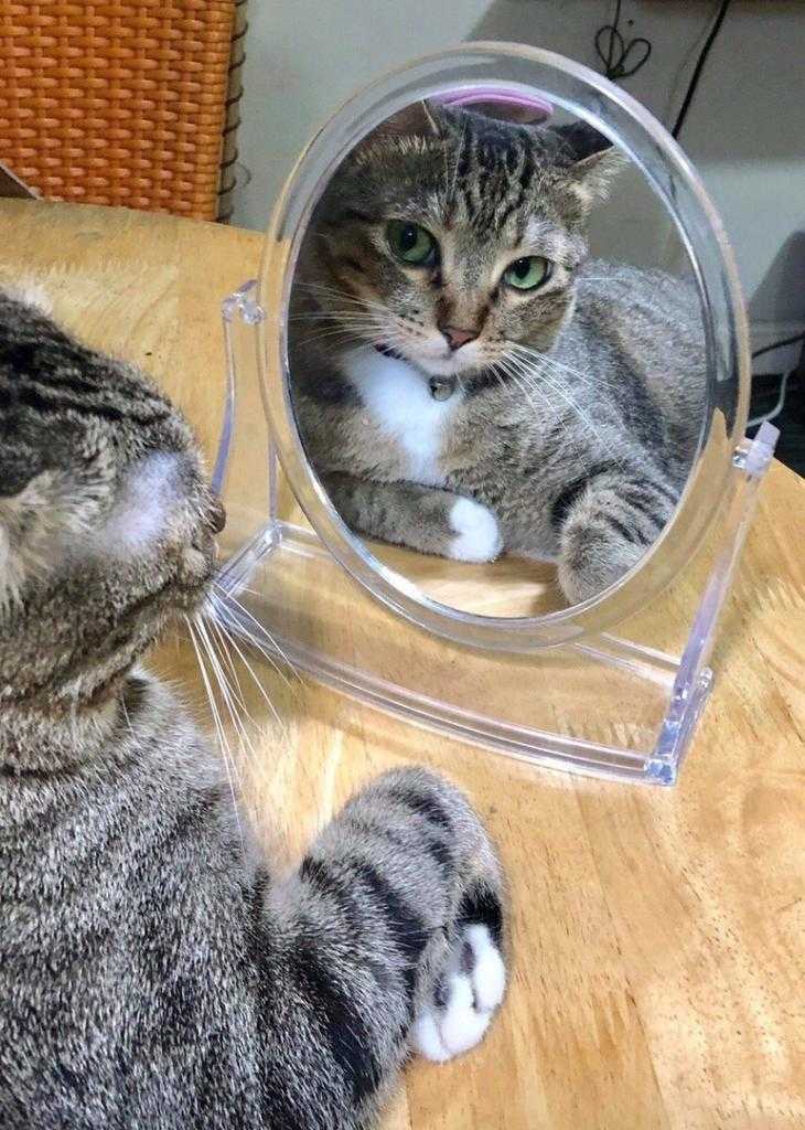 Кот и осьминог: фото кота-осьминога у зеркала стало мемом из-за обмана зрения