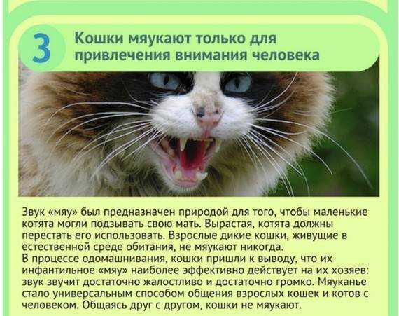 Котенок со слезами ест мем