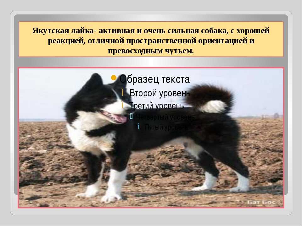 Значение мема «фиолетовая бабочка» — исследовано