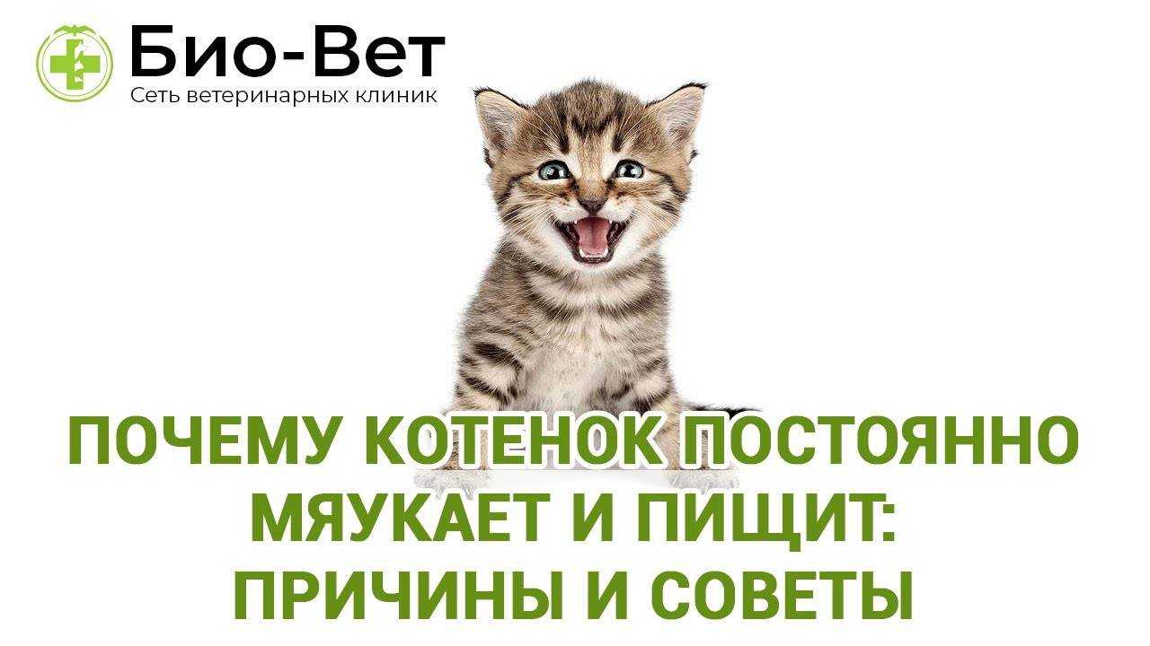 Как понять, что кошка вас любит