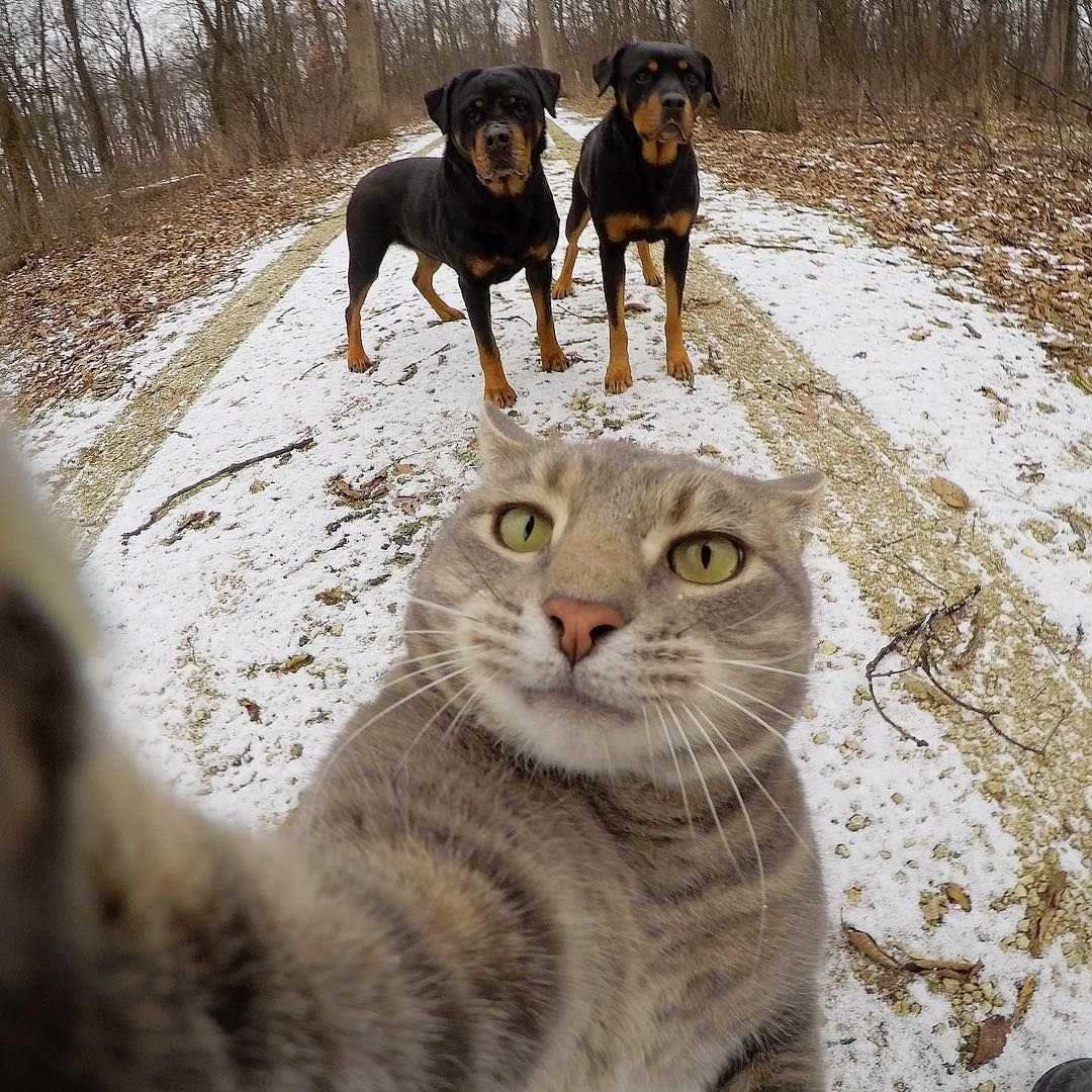 Кот с щенками мем