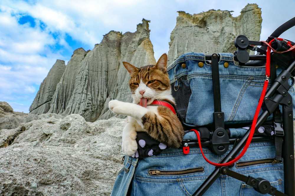 4 причины, почему кошка начала гадить где попало: что делать и как отучить