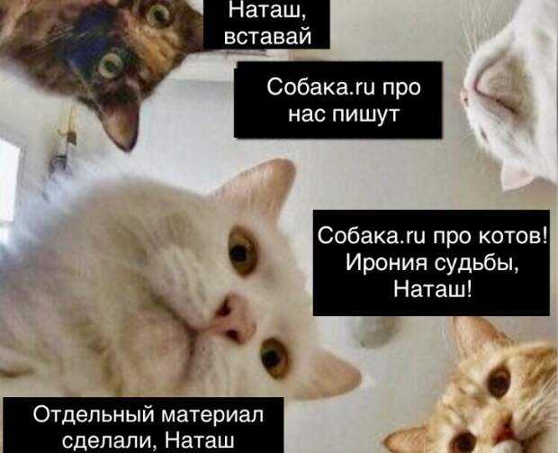 Nyan cat — викиреальность