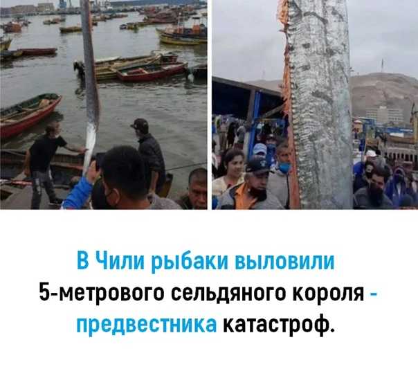 15 cамых жутких существ пойманные рыбаками
