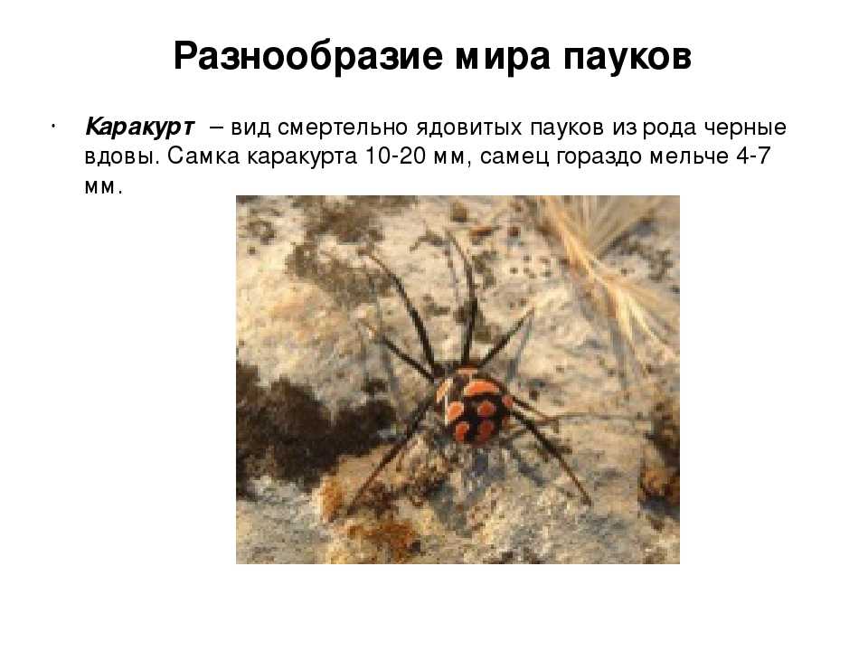 Размножение пауков в домашних условиях. вылупление, расселение и развитие паучат в доме можно встретить такие виды пауков