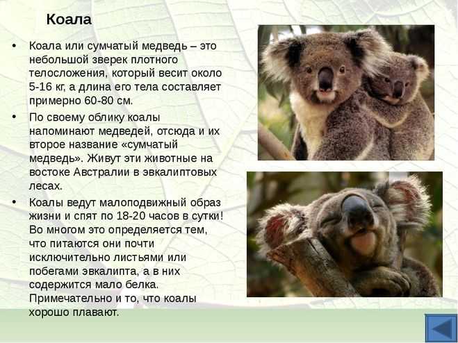 10 интересных фактов о коалах – милых сумчатых животных