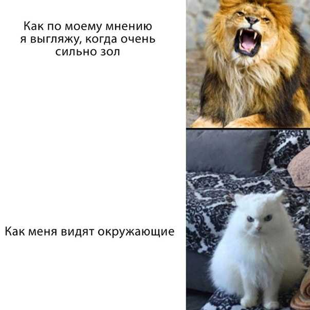 Same energy мем что значит