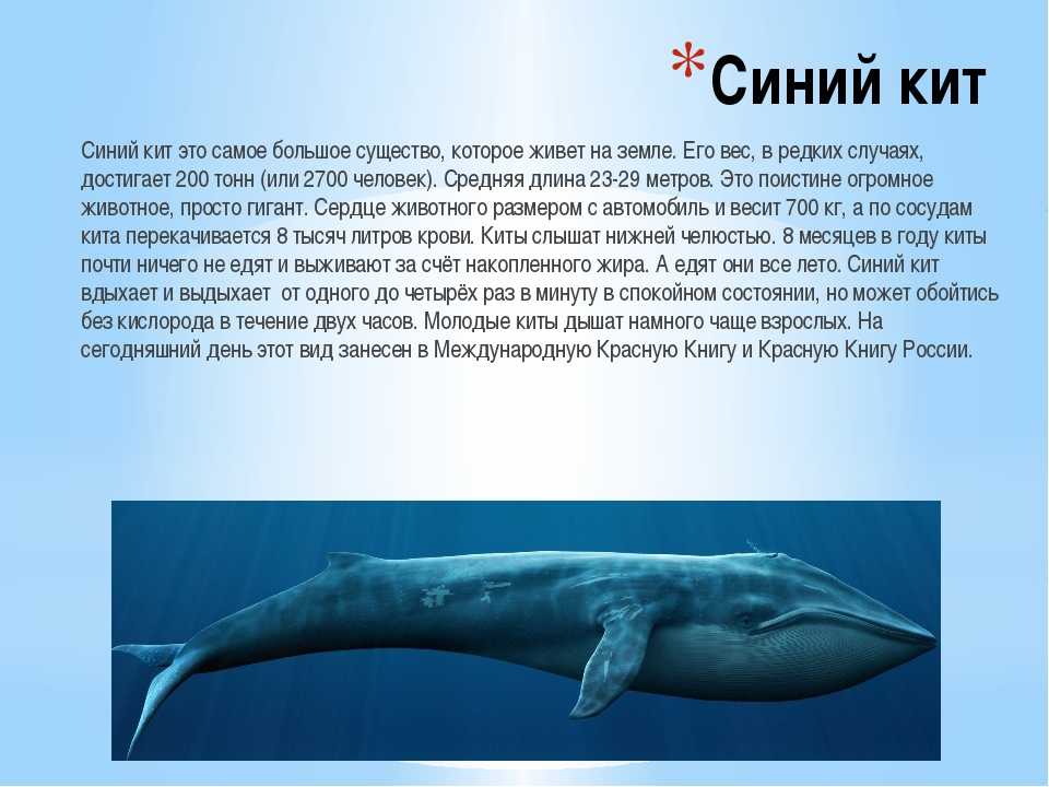 Сбился с маршрута? под петербургом заметили 10-метрового горбатого кита - лента новостей санкт-петербурга