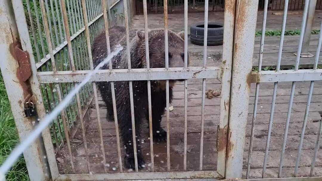 Русский фанат подарил английскому блогеру билет на полуфинал за правду о россии [видео] [фото] / news2.ru