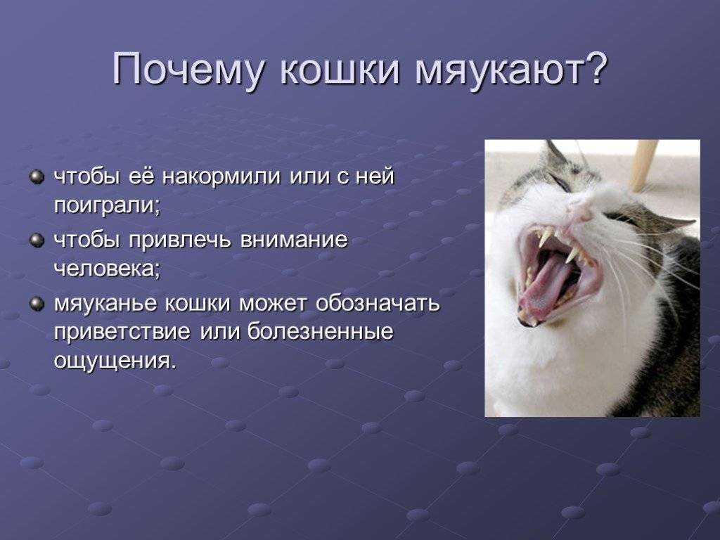 Девушка показала на видео, как громко мяукает её кошка, когда остаётся одна Но кошатники считают, что это хороший знак