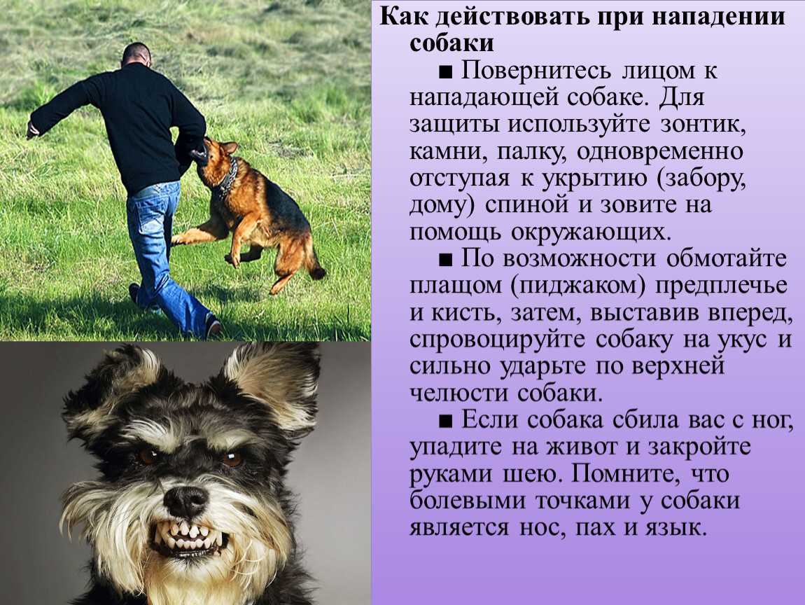 Собака лает по ночам: почему, как отучить, что делать, если всю ночь без причины, в пустоту, как успокоить
