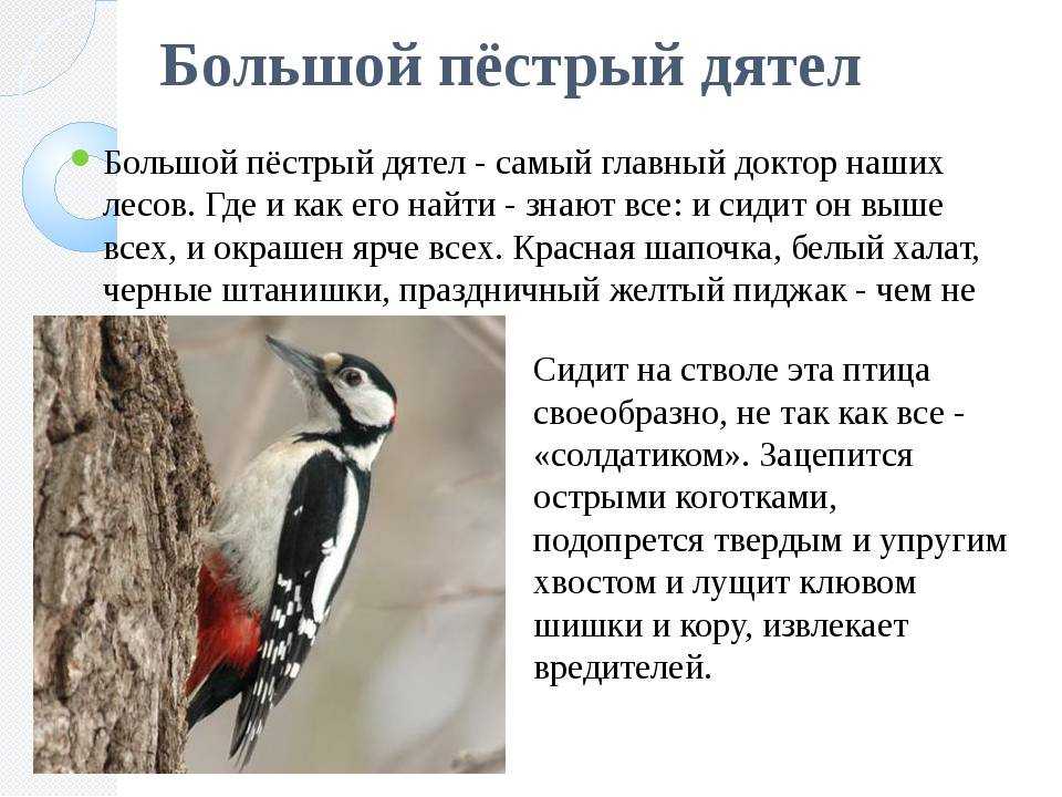 Что за птица такая большой пестрый дятел: подробности из жизни