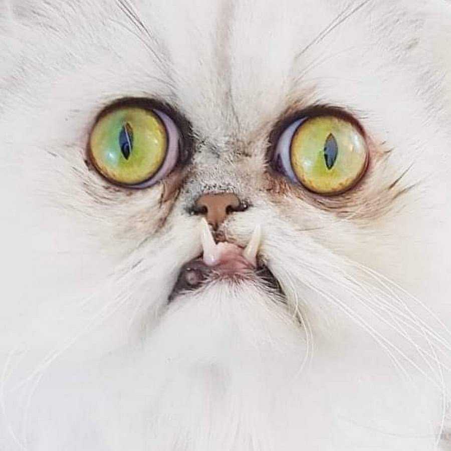 Необыкновенный кот уилфред
