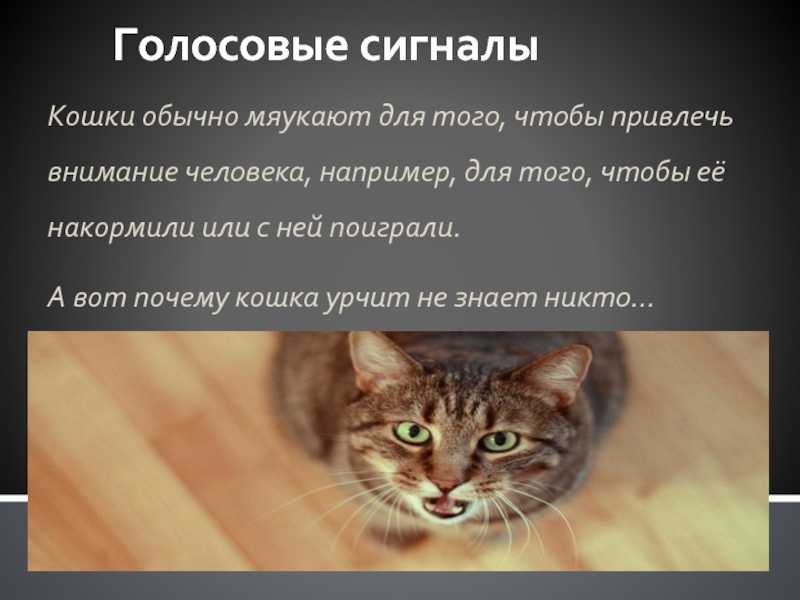 Кошка не находит себе места и мяукает: причины, что делать