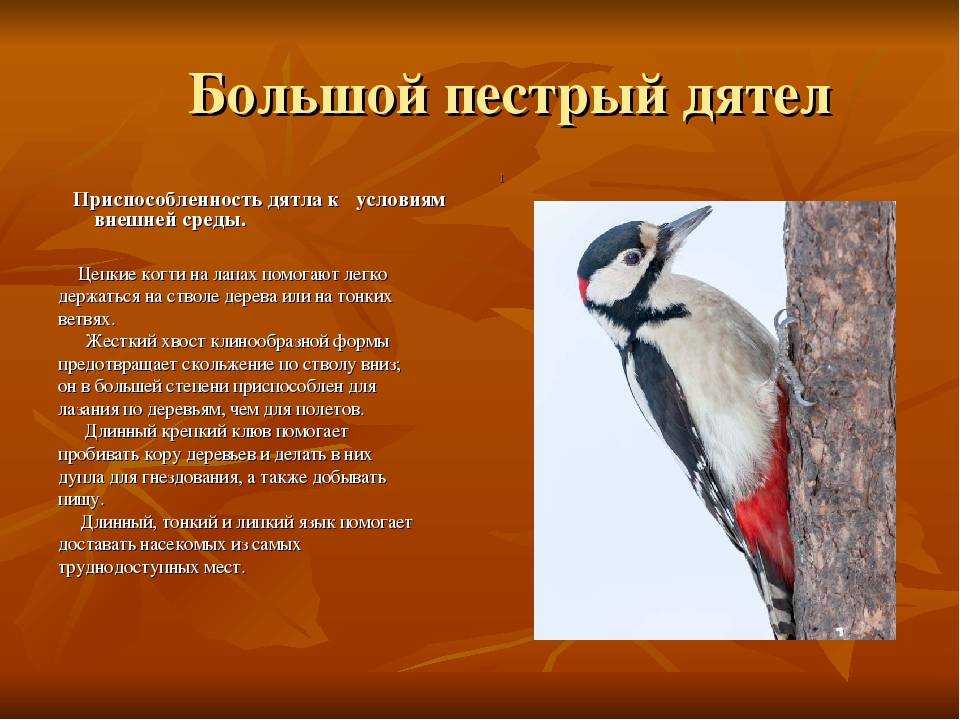 Не болит ли голова у дятла от постоянной долбежки дерева?
